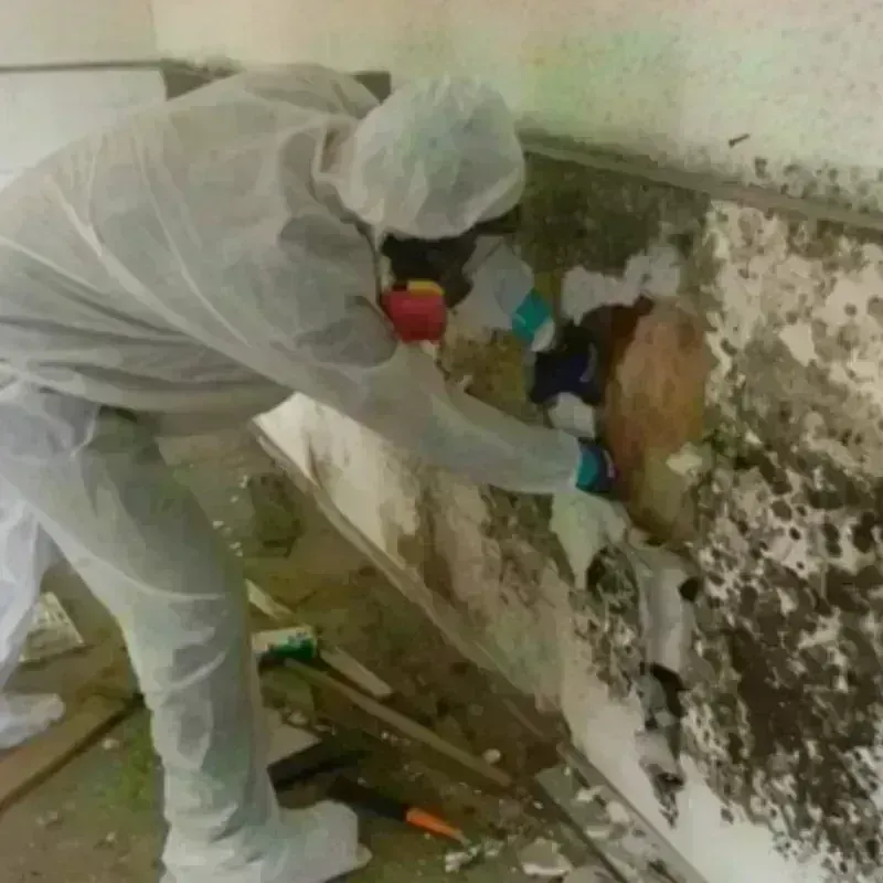 Mold Remediation and Removal in Jack County, TX